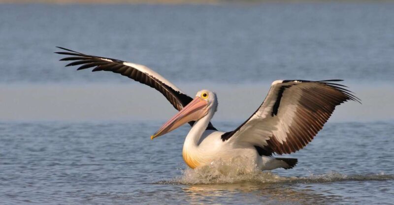 From Goolwa: Murray Mouth Cruise - From Goolwa: Murray Mouth Cruise — An Authentic South Australian Experience