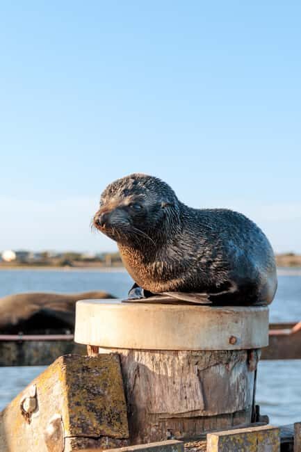 From Goolwa: Murray Mouth Cruise - The Value of This Experience