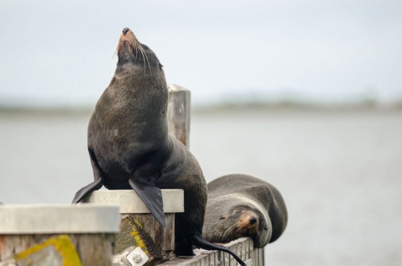 From Goolwa: Murray Mouth Cruise - Final Thoughts: Is This Cruise Right for You?