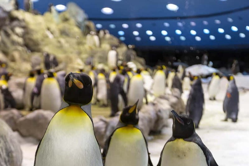 From Gran Canaria: Day Trip to Loro Parque Tenerife - The Adventure Begins: From Gran Canaria to Tenerife