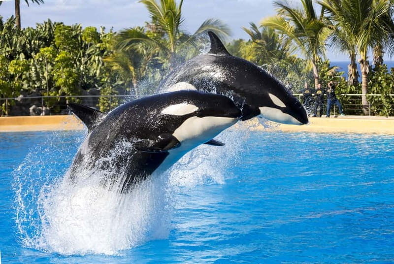 From Gran Canaria: Day Trip to Loro Parque Tenerife - Practical Details and Considerations