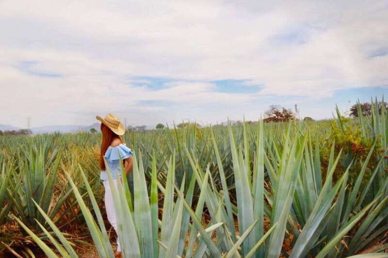 From Guadalajara: Tequila Town and Cantarito Making Tour - From Guadalajara: Tequila Town and Cantarito Making Tour