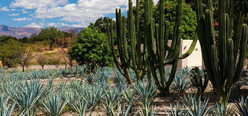 From Guadalajara to Tequila and Teuchitlan: Motorcycle Tour - From Guadalajara to Tequila and Teuchitlán: Motorcycle Tour