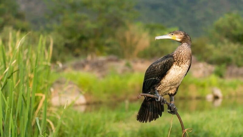 From Guilin: 6-Day Guilin, Yangshuo, and Longsheng Tour - Key Points