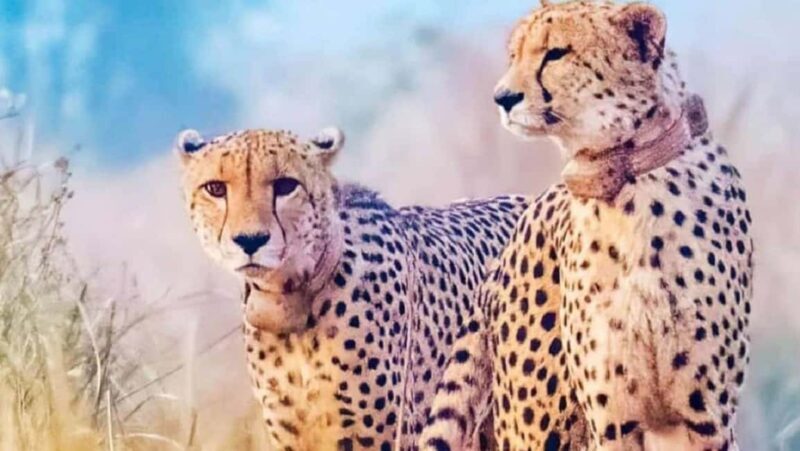 From Gwalior : Kuno National Park Safari Tour 3D/2N - Why This Tour Offers Real Value