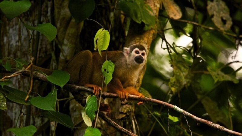 From Ha Noi Cuc Phuong National Park - Final Thoughts on Value and Experience