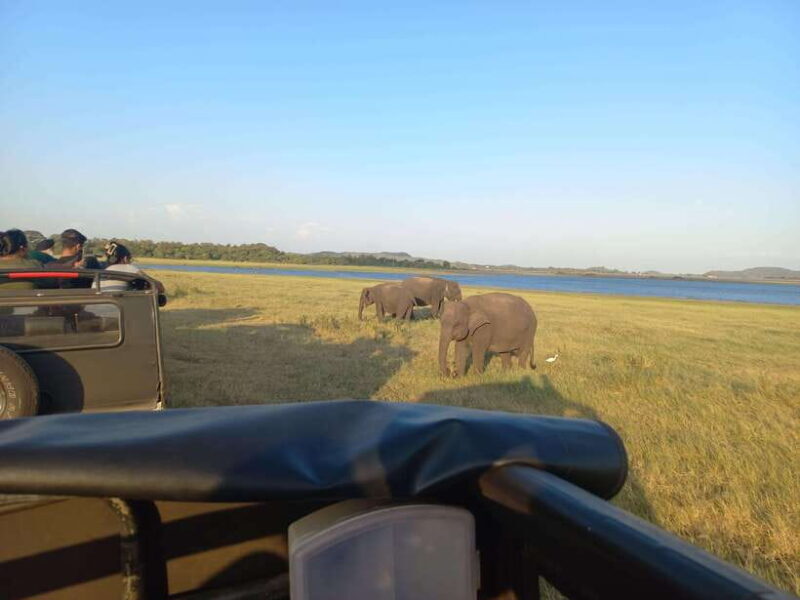 From Habarana: Minneriya National Park 4x4 Jeep Safari - Key Points