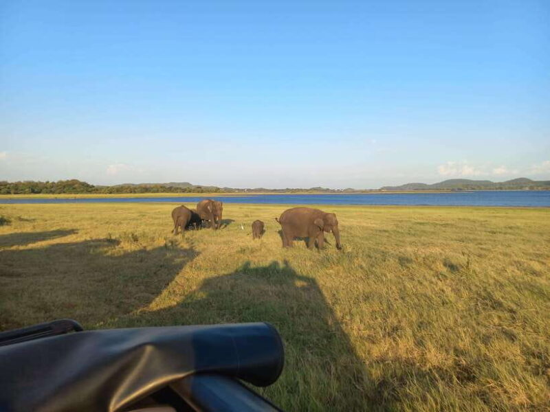 From Habarana: Minneriya National Park 4x4 Jeep Safari - Final Thoughts: Who Should Consider This Safari?