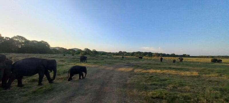 From Habarana: Minneriya National Park 4x4 Jeep Safari - FAQs