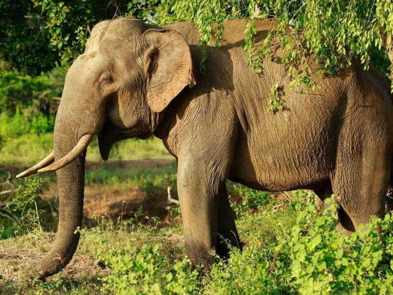 From Hambantota Harbor: Bundala National Park Safari-Private - Key Points