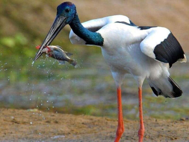 From Hambantota Harbor: Bundala National Park Safari-Private - An In-Depth Look at the Safari Experience