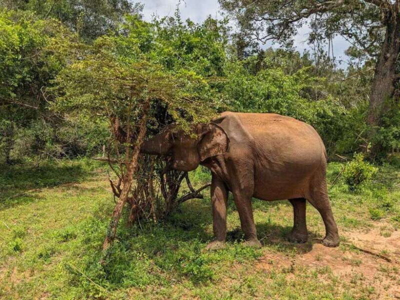From Hambantota Harbor: Bundala National Park Safari-Private - Authentic Experiences and Traveler Feedback