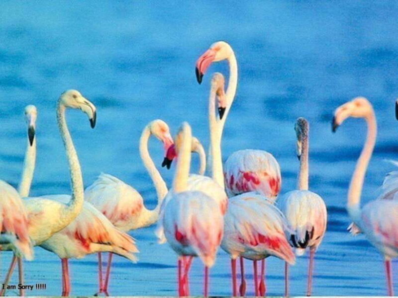 From Hambantota Harbor: Bundala National Park Safari-Private - The Sum Up