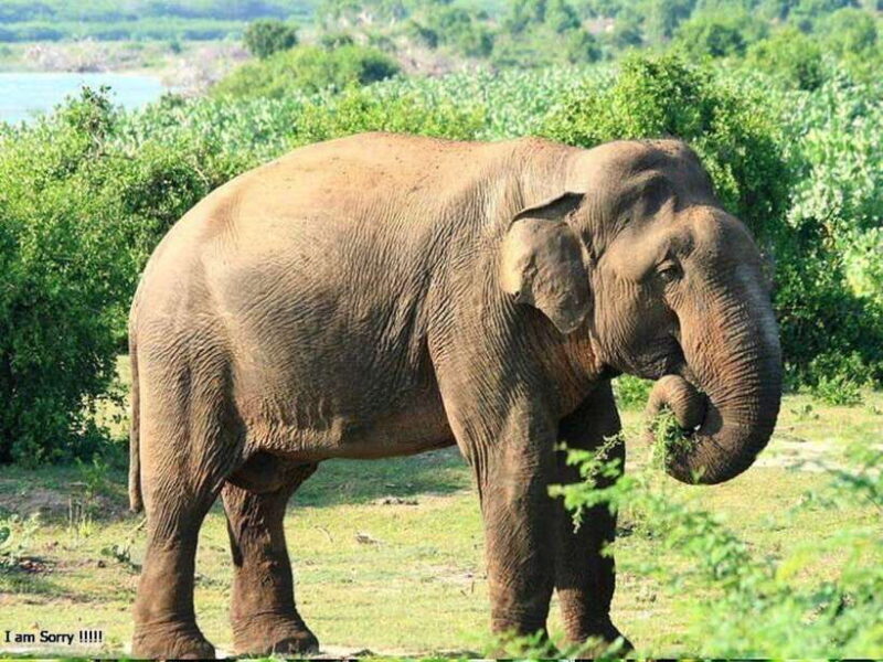 From Hambantota Harbor: Bundala National Park Safari-Private - Frequently Asked Questions