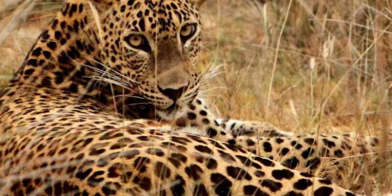 From Hambantota: Lunugamvehera National Park Wild Safari - An Introduction to Lunugamvehera Safari