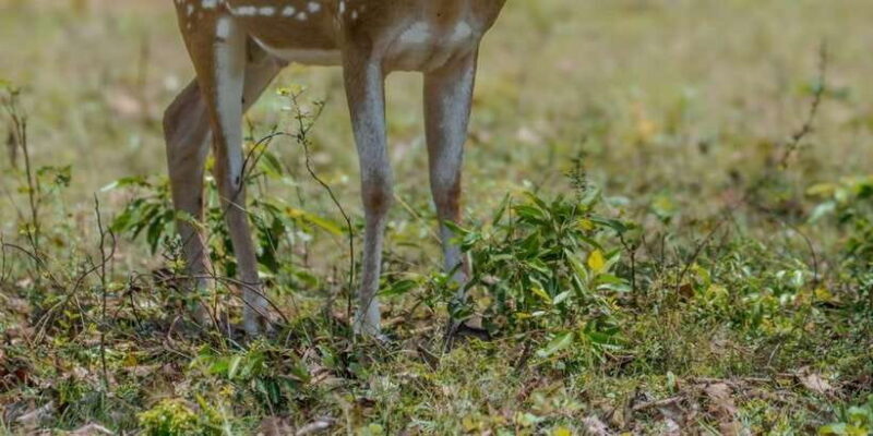From Hambantota: Lunugamvehera National Park Wild Safari - Why This Tour Delivers Value