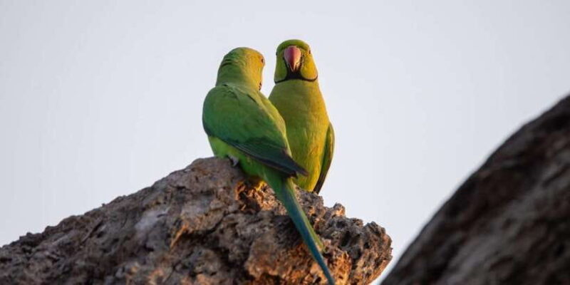 From Hambantota: Lunugamvehera National Park Wild Safari - The Sum Up: Who Will Enjoy This Safari?