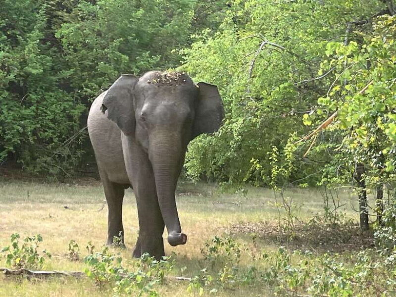 From Hambantota Port: Yala National Park Private Safari - Key Points