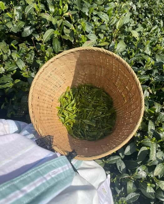 From Hangzhou: Longwu Tea Village, Longmen Town & Dam Tour - Who Will Enjoy This Tour?