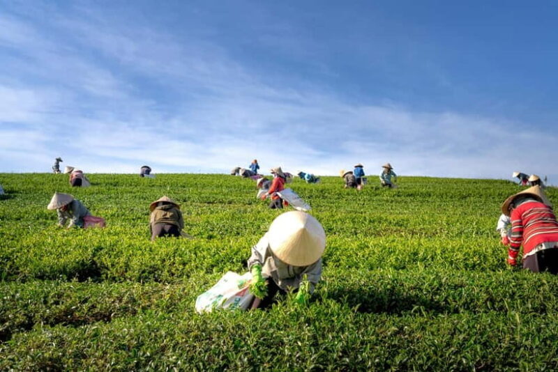 From Hanoi: 4-Day Moc Chau Tea Plantation and Waterfall Tour - Why This Tour Offers Good Value