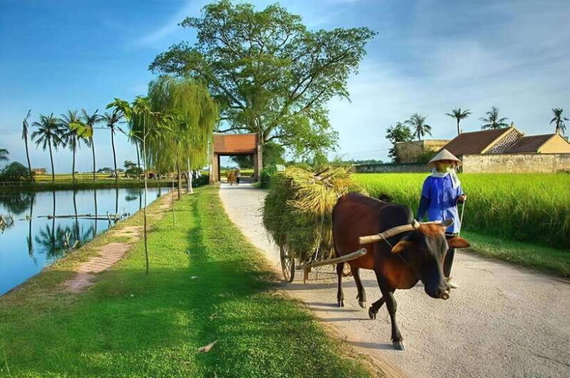From Hanoi: Duong Lam Village Private Tour In Half Day - FAQ