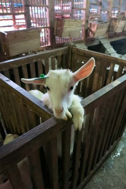 From Hanoi: Full-Day Authentic Vietnam Farming Tour - A Deep Dive into the Full-Day Vietnam Farming Experience