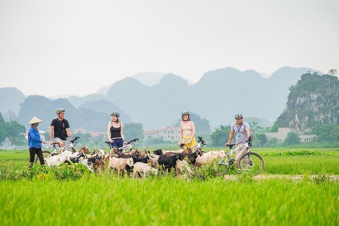 From Hanoi: Hoa Lu - Tam Coc boating - Cycling & Mua Cave visit - A Detailed Look at the Tour Experience