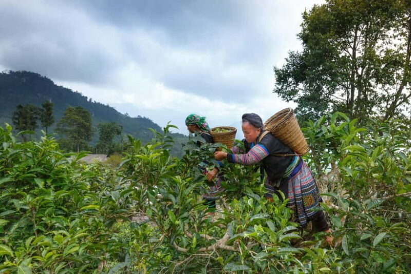 From Hanoi: Moc Chau 3-Day Guided Tour - Practical Considerations