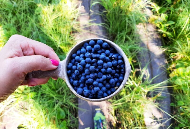 From Helsinki: Berry Picking Day Trip in a National Park - The Lakeside Campfire and Finnish-Style Lunch