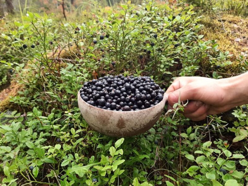 From Helsinki: Berry Picking Day Trip in a National Park - Authentic Finnish Wilderness in a Nutshell