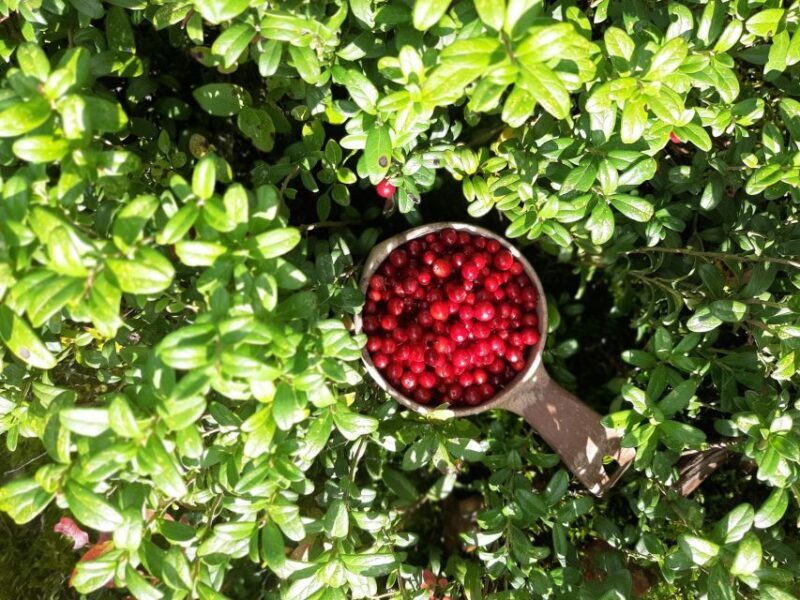 From Helsinki: Berry Picking Day Trip in a National Park - The Sum Up