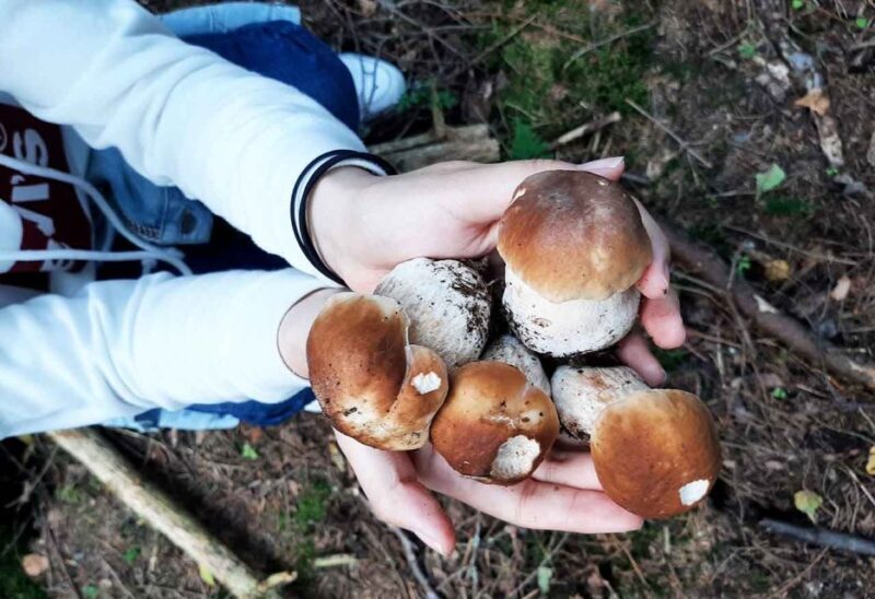 From Helsinki: Mushroom Hunting Tour in a National Park - Who Should Consider This Tour?