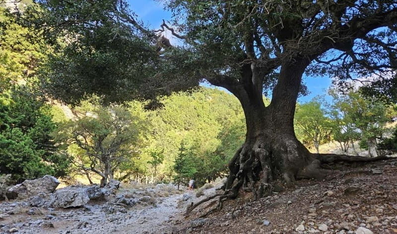 From Heraklion: Imbros Gorge Private Tour - From Heraklion: Imbros Gorge Private Tour – A Detailed Review