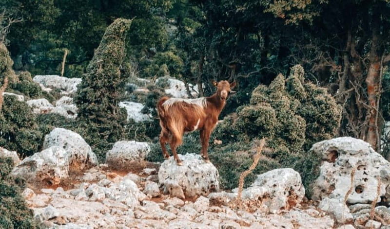 From Heraklion: Imbros Gorge Private Tour - Why This Tour Offers Great Value