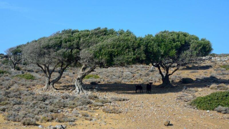 From Heraklion: Palm Forest Beach of Vai, Toplou & Sitia - Frequently Asked Questions
