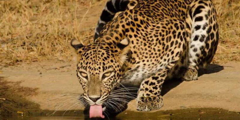 From Hikkaduwa/ Galle/ Mirissa - Yala National Park Safari - Entering Yala National Park: A Wildlife Wonderland