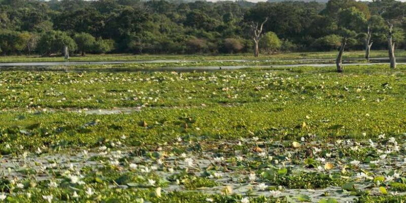 From Hikkaduwa/ Galle/ Mirissa - Yala National Park Safari - Wildlife Spotting: The Big and the Small