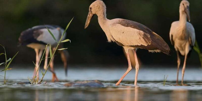 From Hikkaduwa/ Galle/ Mirissa - Yala National Park Safari - How to Make the Most of Your Safari