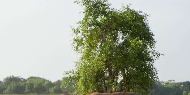 From Hikkaduwa/ Galle/ Mirissa - Yala National Park Safari - Final Thoughts