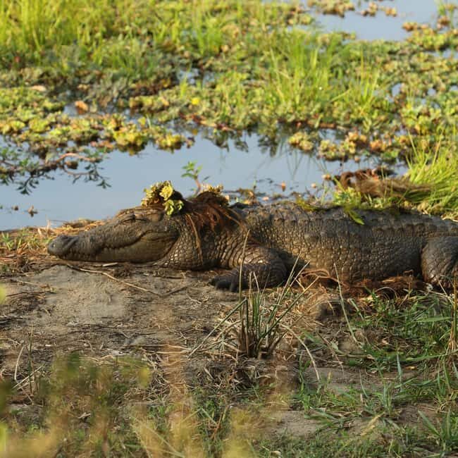 From Hikkaduwa/Mirissa/Galle/Tangalle - Yala Leopard Safari - Key Points