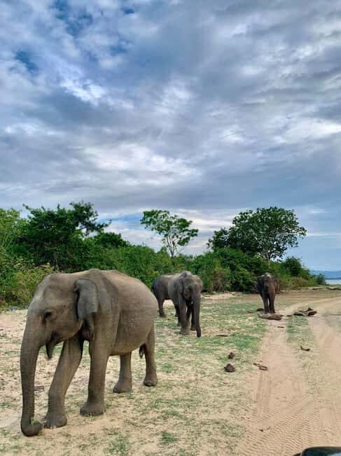 From Hikkaduwa/Mirissa/Galle/Tangalle - Yala Leopard Safari - FAQ