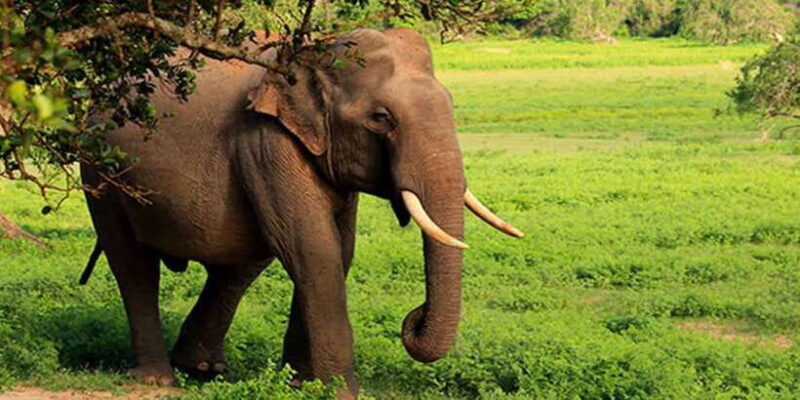 From Hikkaduwa: Udawalawe National Park Safari Tour - Who Will Love This Tour?