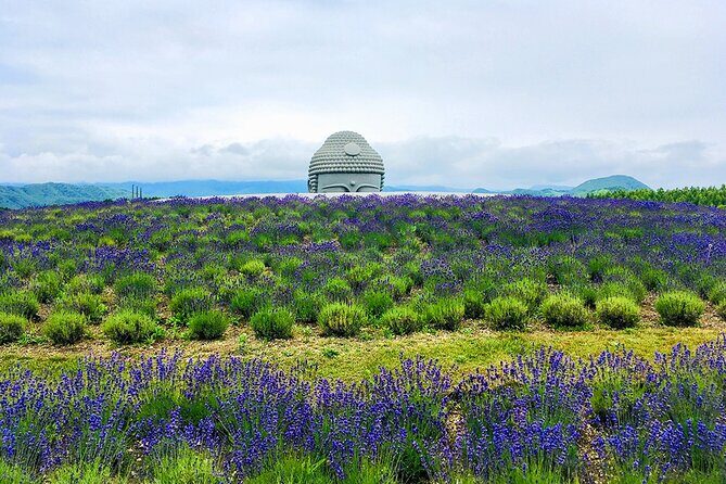 From Hitsujigaoka to Buddha Hill Sapporo Photo Spots Tour - Discover Sapporo’s Photo Gems on a Private Guided Taxi Tour