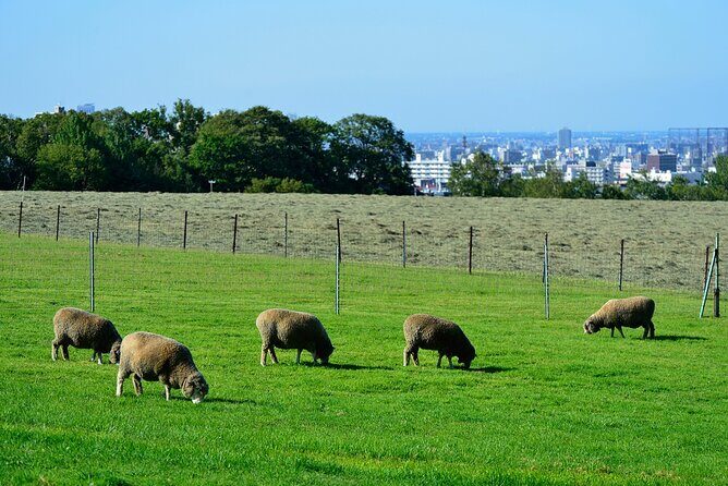 From Hitsujigaoka to Buddha Hill Sapporo Photo Spots Tour - Who This Tour Is Best For