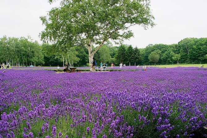 From Hitsujigaoka to Buddha Hill Sapporo Photo Spots Tour - Final Thoughts