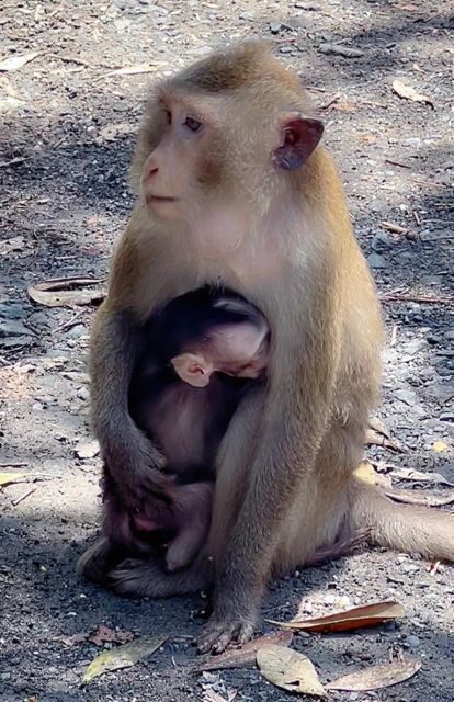 From Ho Chi Minh: Can Gio Mangrove Forest - FAQ