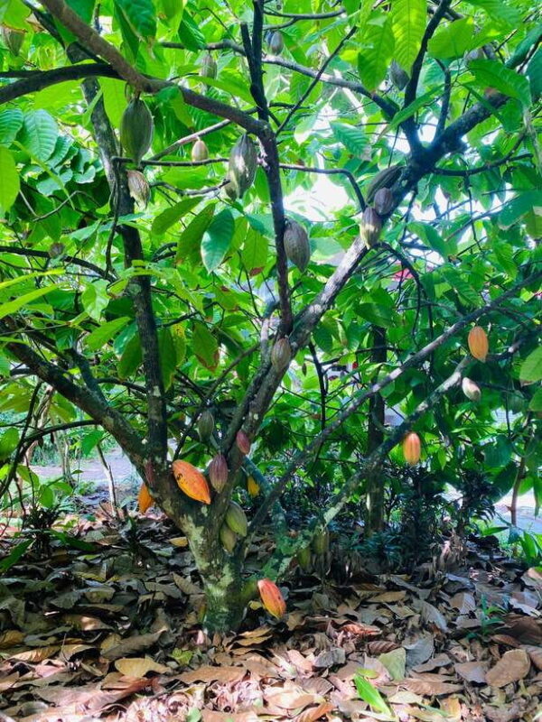 From Ho Chi Minh City: Less tourist 2D tour Ben Tre-Can Tho - Valuing the Experience: Price and What You Get