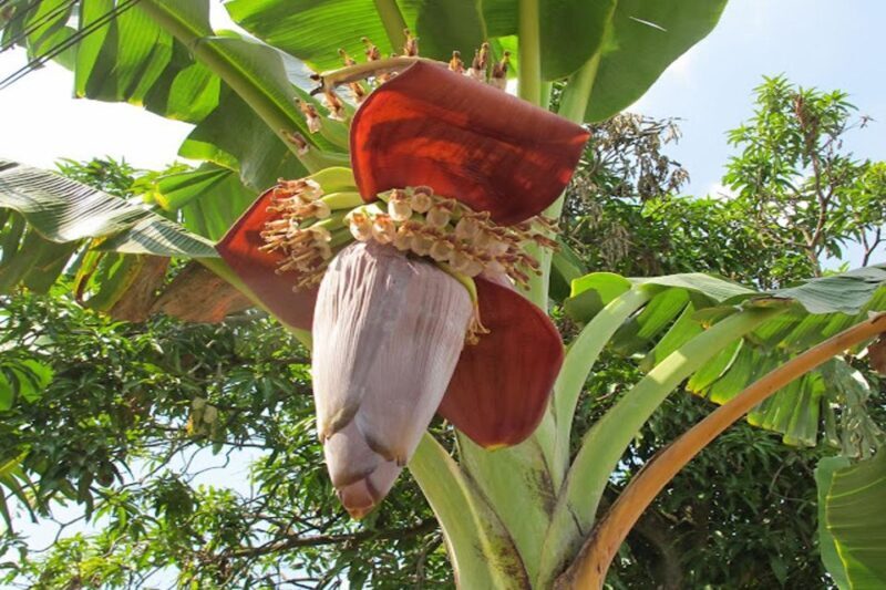 From Ho Chi Minh: Vinh Long Customized Private Tour - Frequently Asked Questions