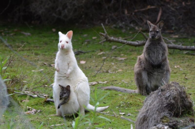 From Hobart: Full-Day Bruny Island Tour with Guide - Authentic Encounters and Hidden Gems