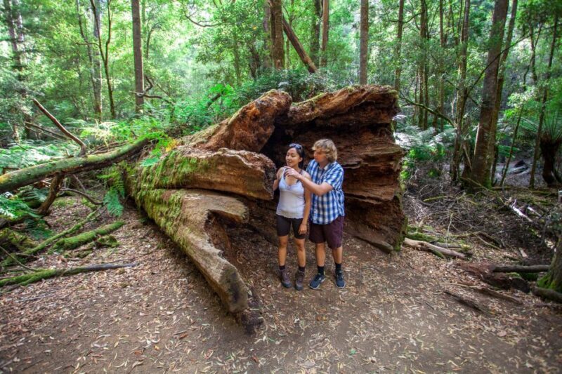 From Hobart: Mt. Field, Mt. Wellington and Wildlife Day Tour - Why We Think This Tour Works Well